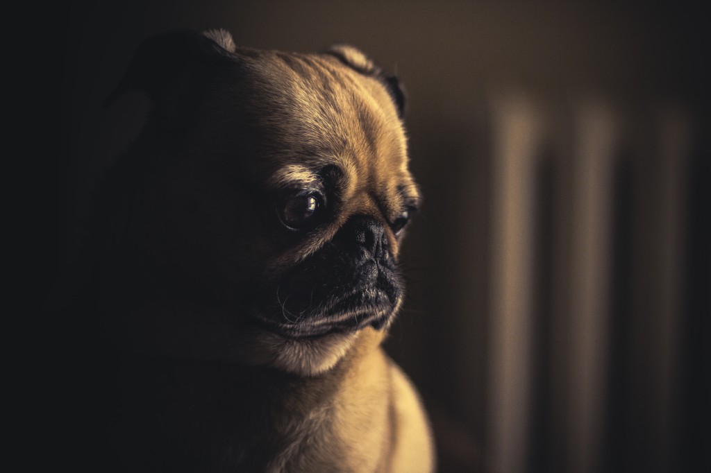 dog unsplash  Matthew Wiebe photo-1423958950820-4f2f1f44e075